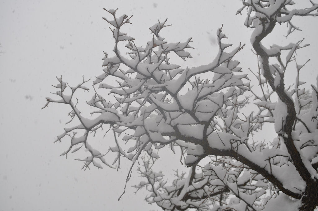 Snow Gathers on Branches