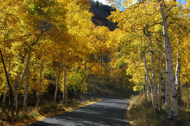 A Road through the Aspen