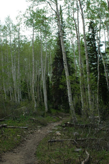 Twin Lakes Trail