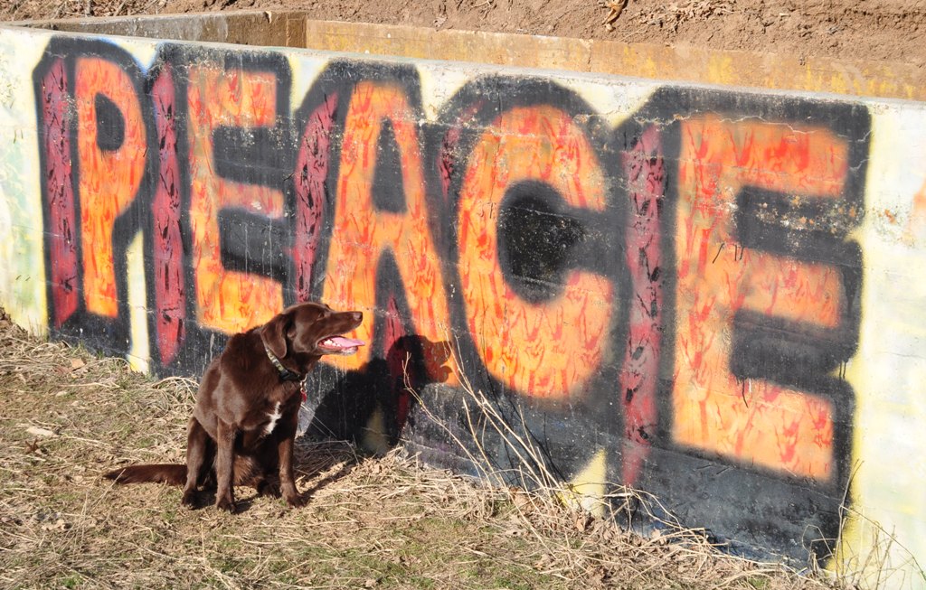 Coco is a Dog of Peace