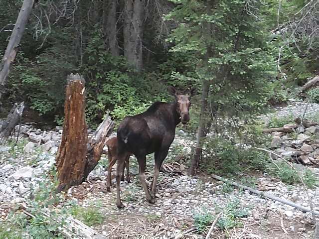 Moose With Calf