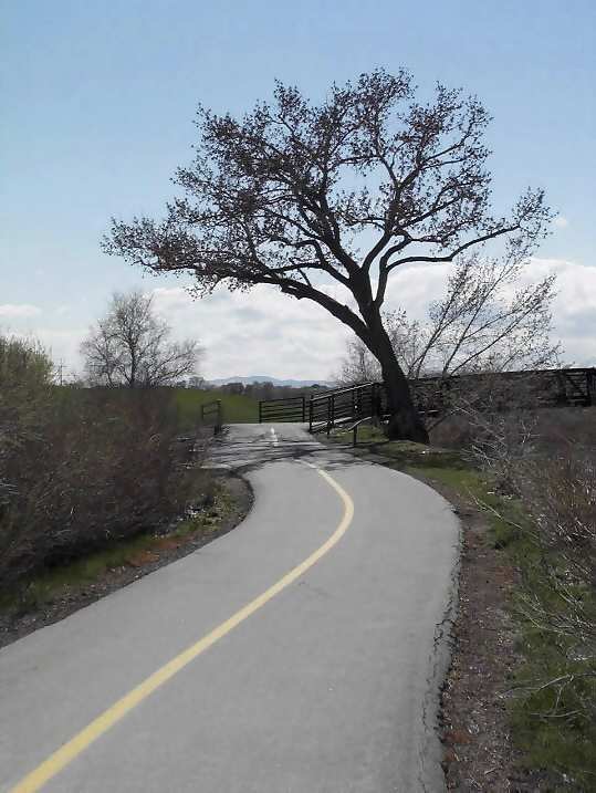 Tree by Bridge