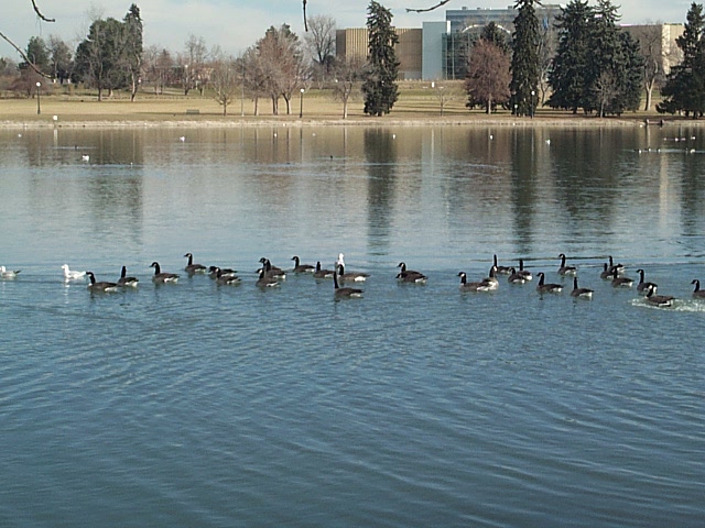 City Park Pond