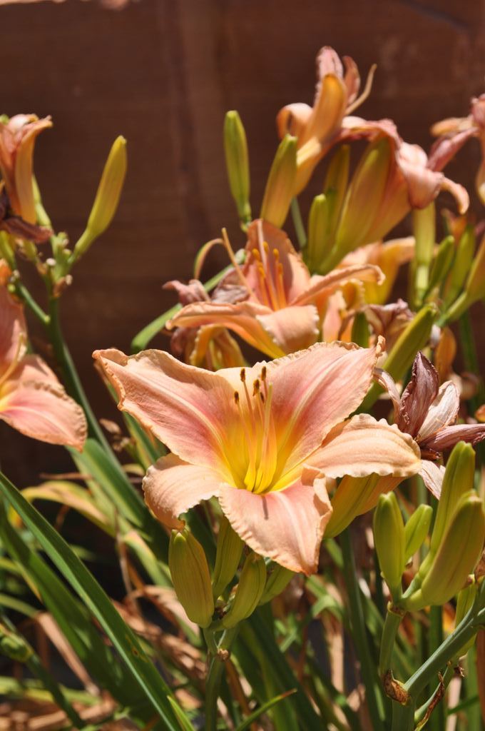 Day Lily Close Up