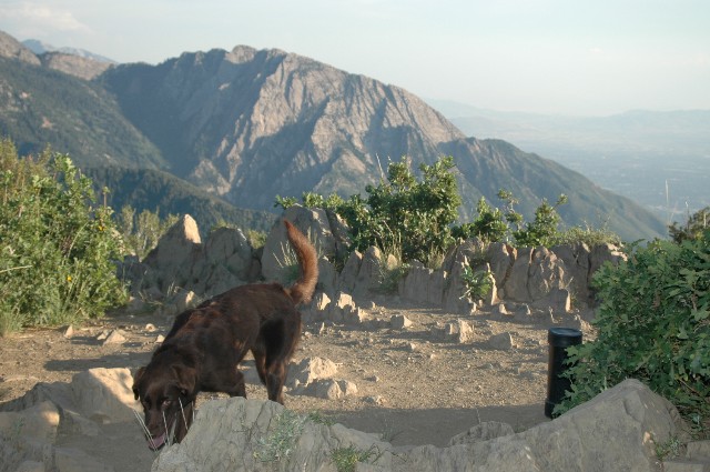 Dog on the Summit