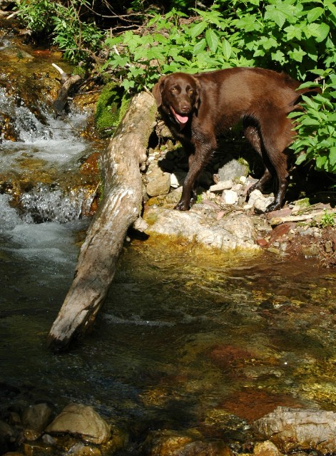 Coco Found a Stick