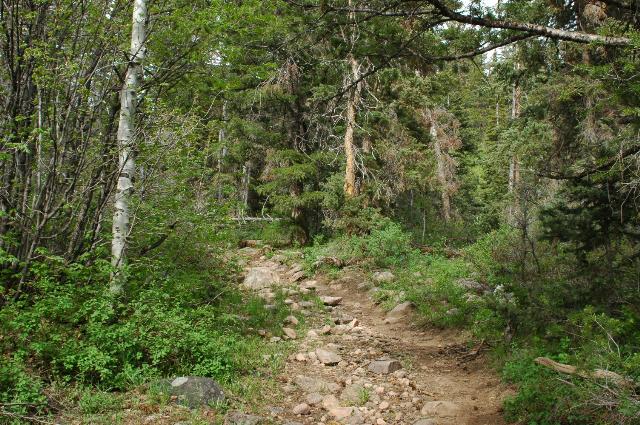 Yellow Pine Trail