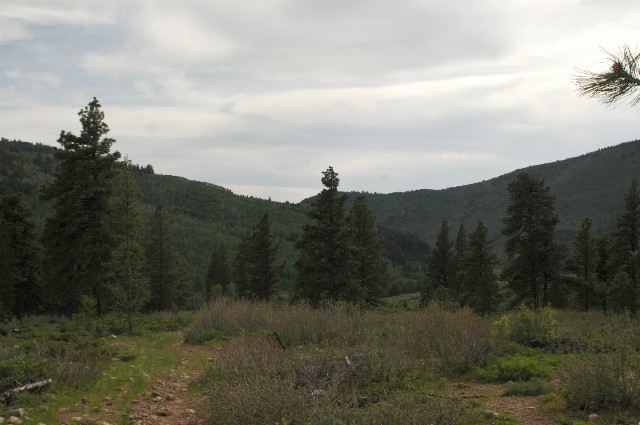 Yellow Pine Trail