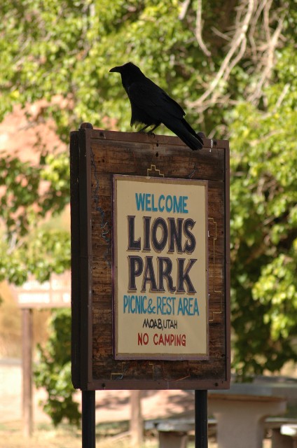 Lions Park Raven