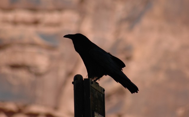 Raven in Red Rocks