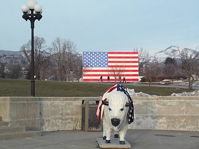Patriotic Buffalo