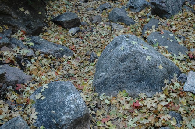 Granite Rocks and Leaves