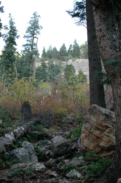 Neffs Canyon Pines