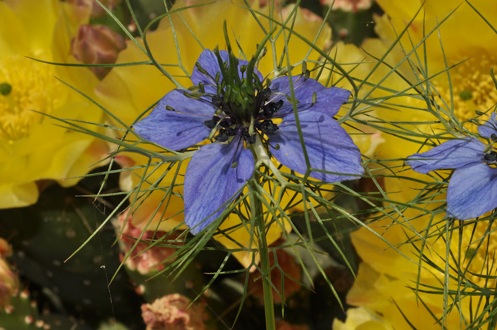 Love in a Mist of Cactus