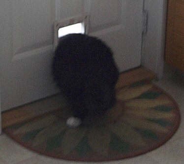 Can a Round Cat fit through a square hole?