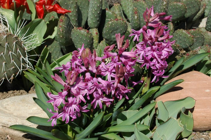 Hyacinth and Cactus