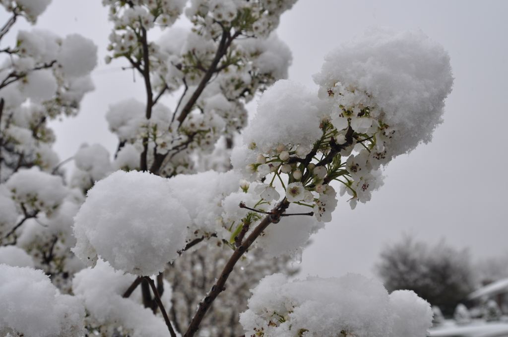 Snowball Tree