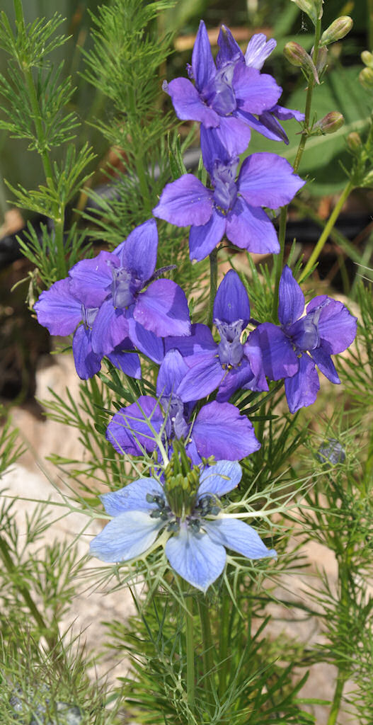 Larkspur and Love