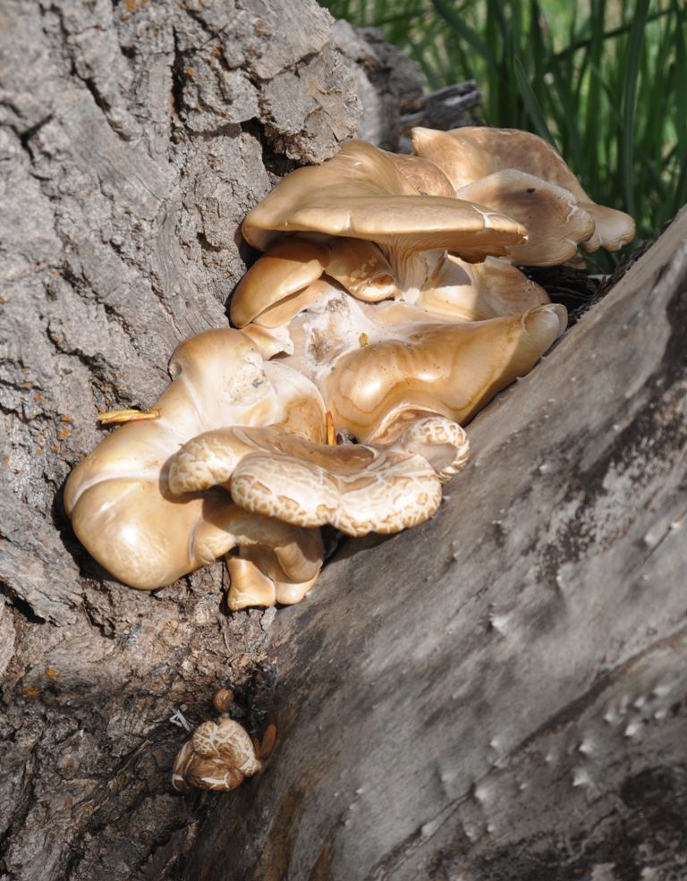 Cottonwood Fungus