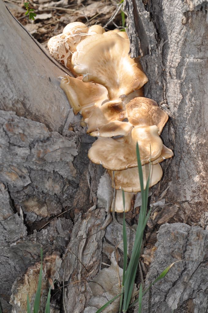 Multilayered Mushroom