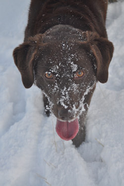 snow on the snout