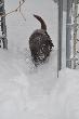 Slinking Around in Snow