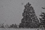 Snow Against Sequoia