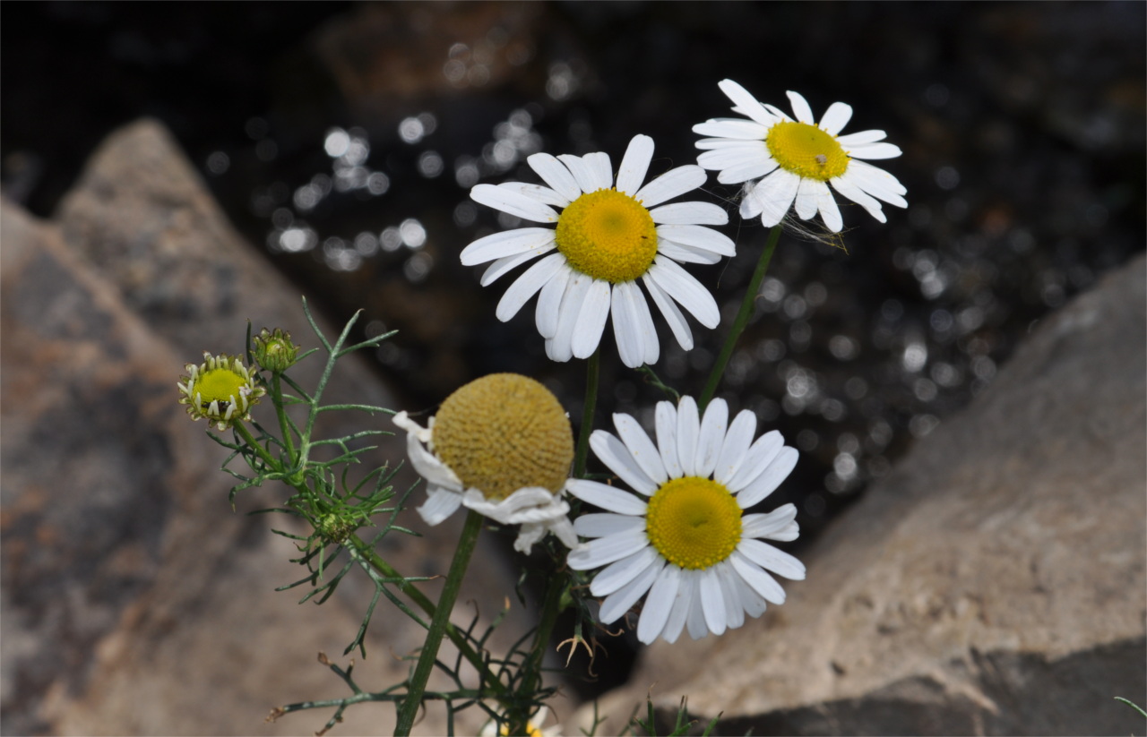 Daisies Along the Daly Trail