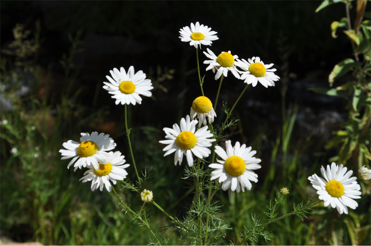 Daly Daisies