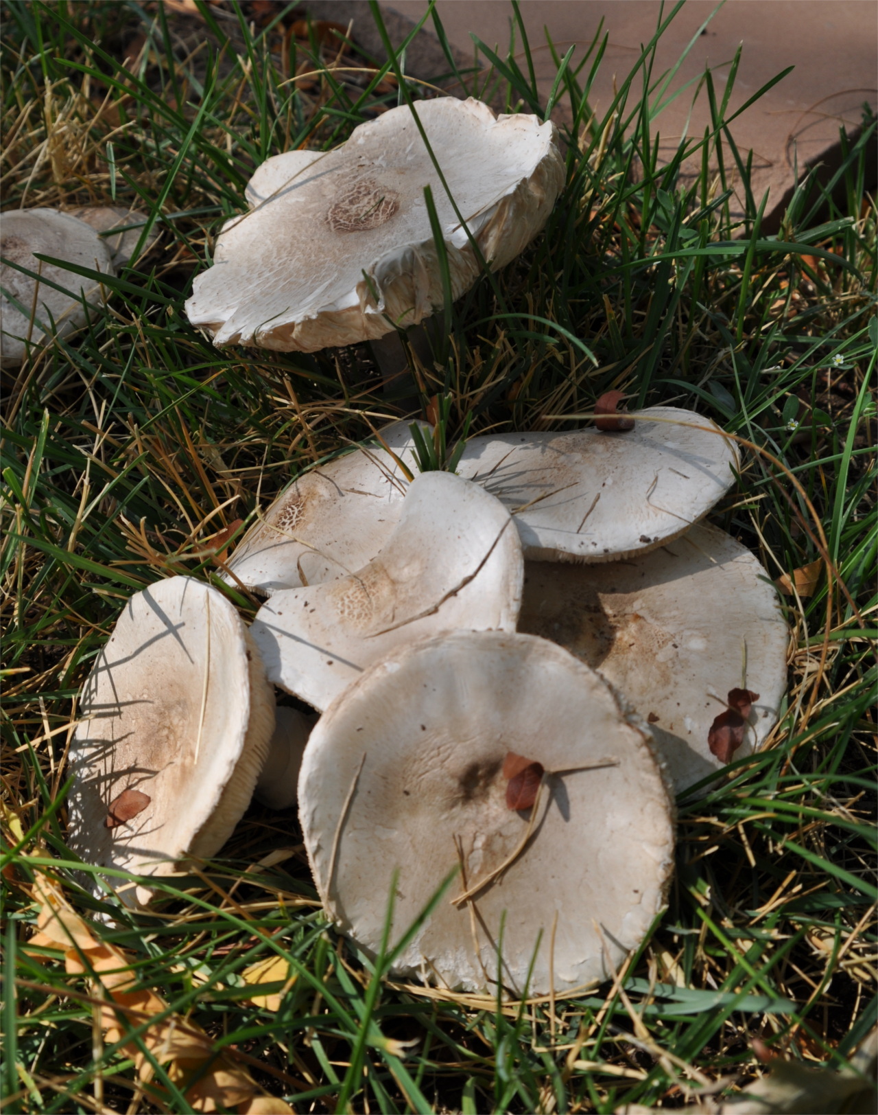 Large Mushrooms