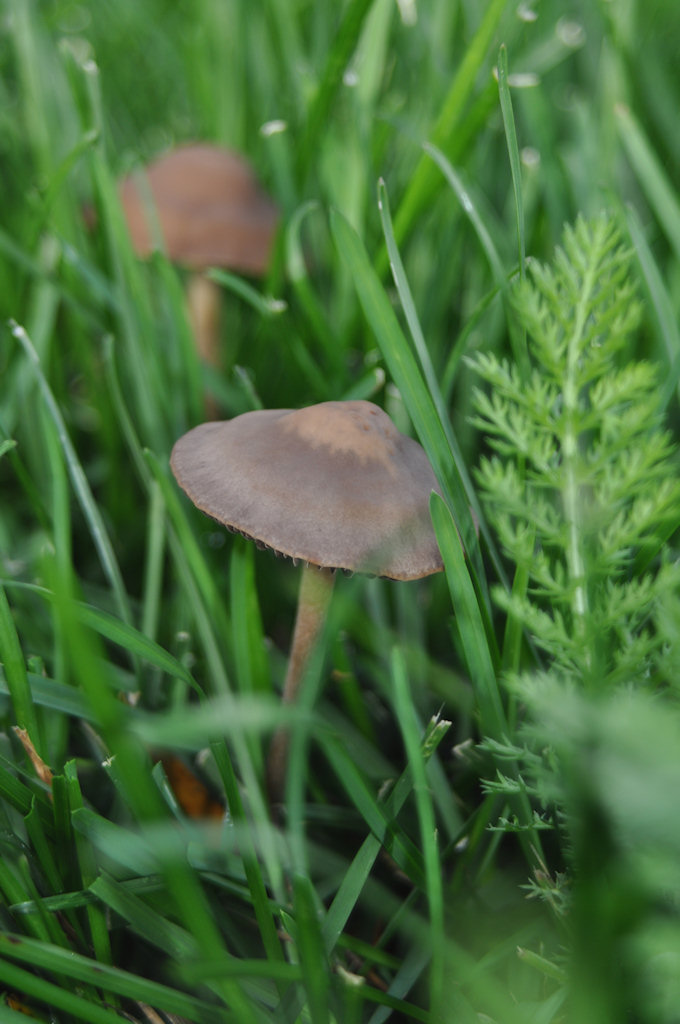 Mushroom and Yarrow