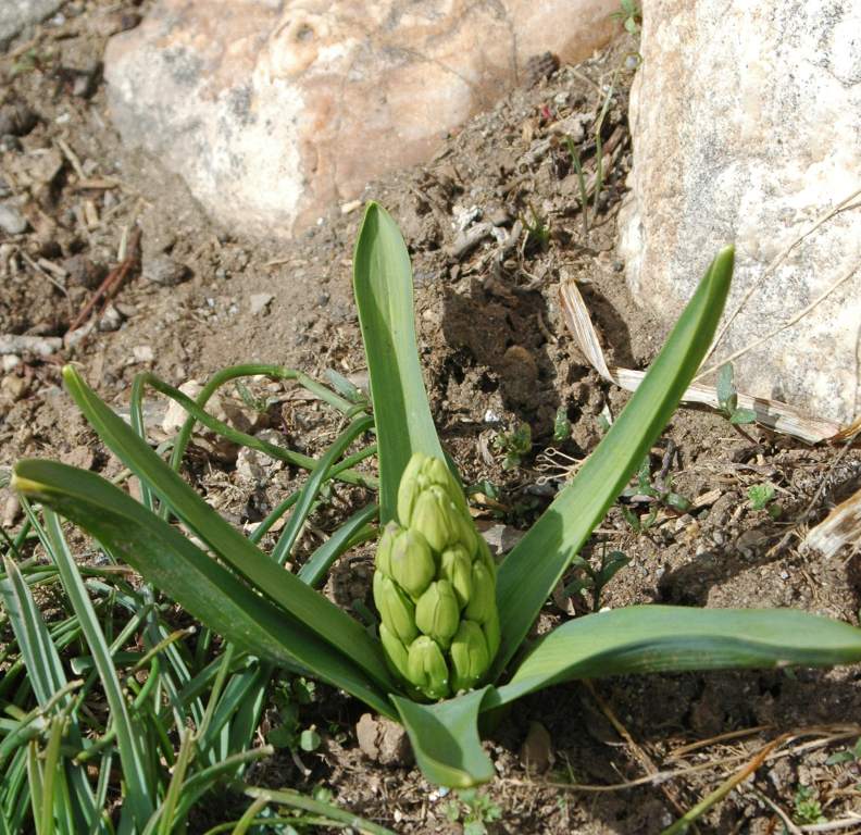 Baby Hyacinth