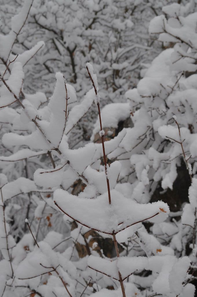 Twigs in Snow