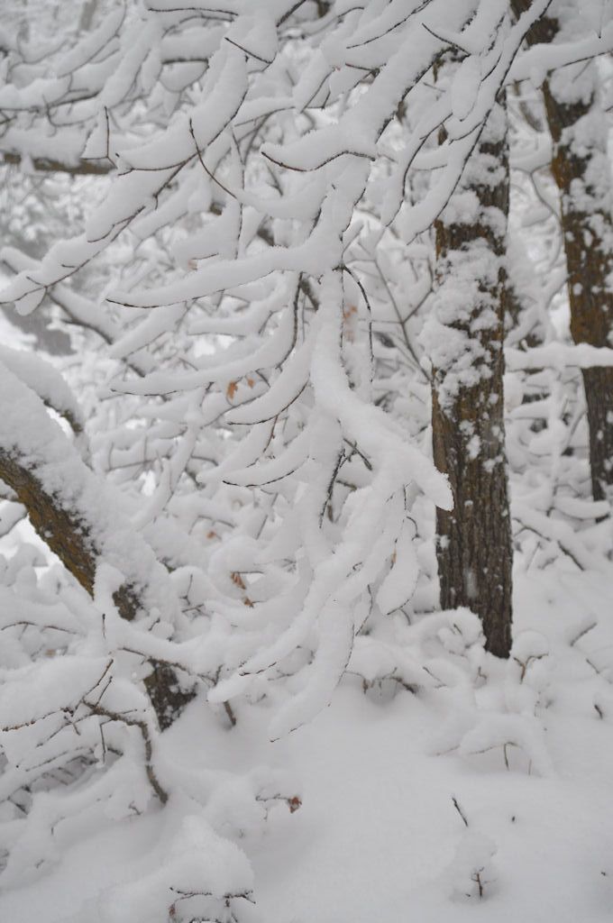 Twigs Holding Snow