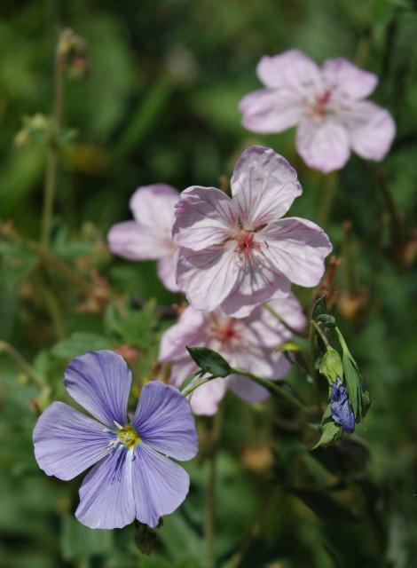 Blue Flax and Geraniums