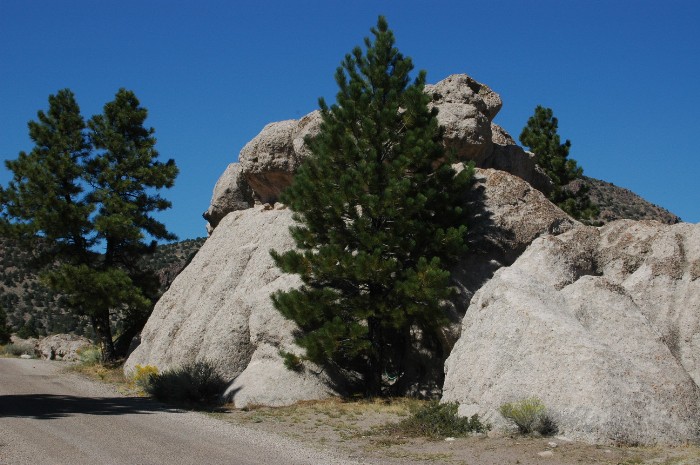 Tree Among the Rocks