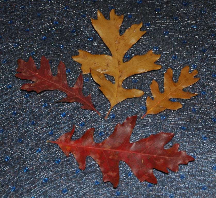 Collection of Oak Leaves