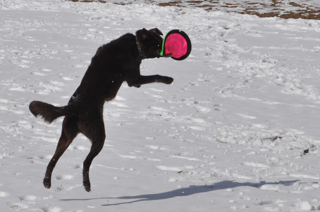 Frisbee Fetching