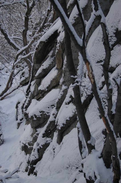 Trees Rocks and Snow