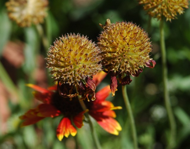 Blanket Flower Going to Seed