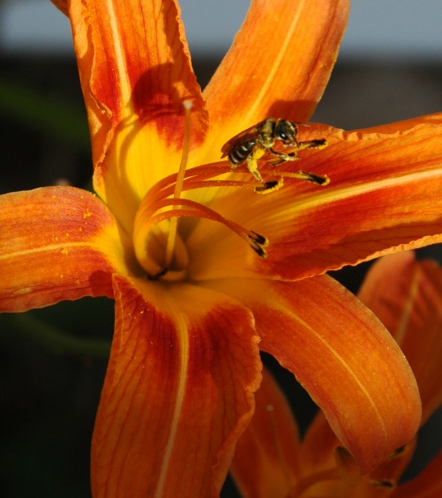 Bee on a Daylily