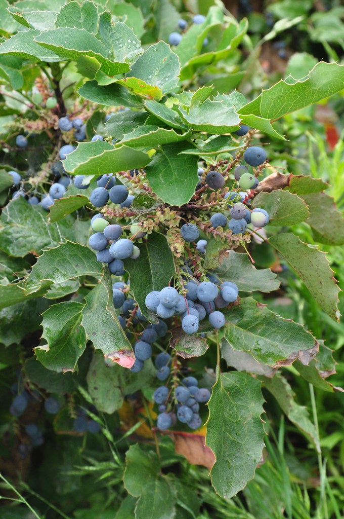 Oregon Grapes