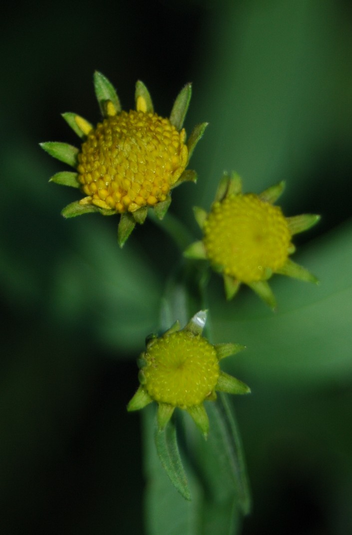 Mysterious Yellow Flowers