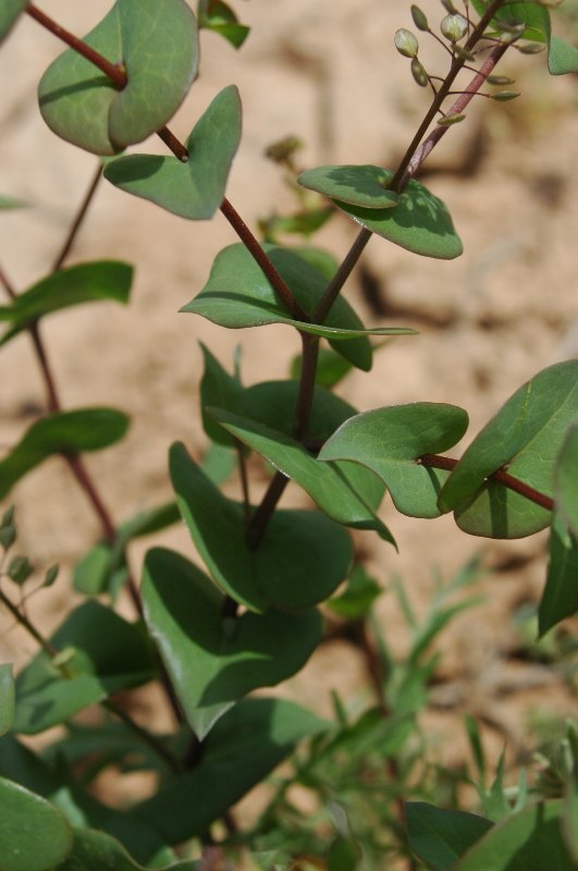 Round Leaves