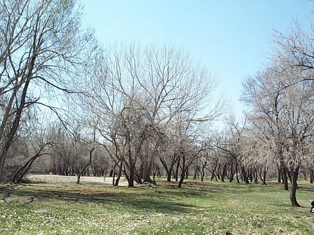 Creekside Park Trees