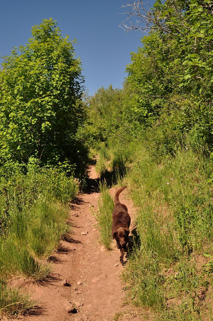 Dog on Trail