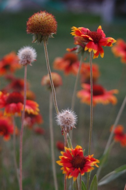 Stages of the Blanket Flower