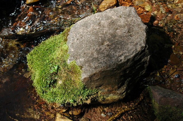Moss Covered Stone