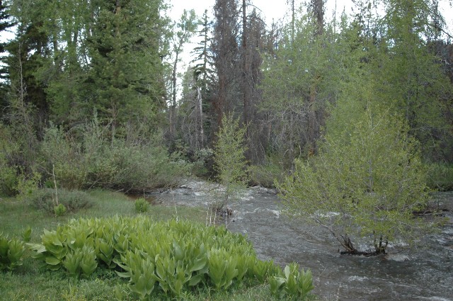 North Fork of the Provo River