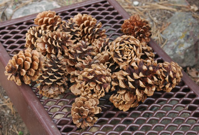 Pine Cone Collection